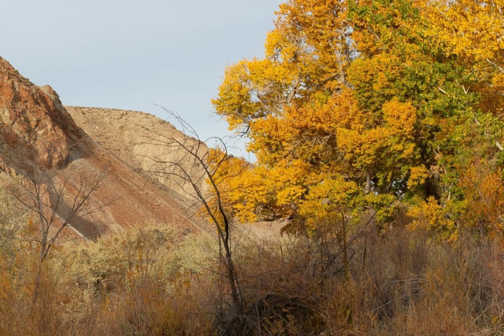 Nevada fall color at Wilson Canyon